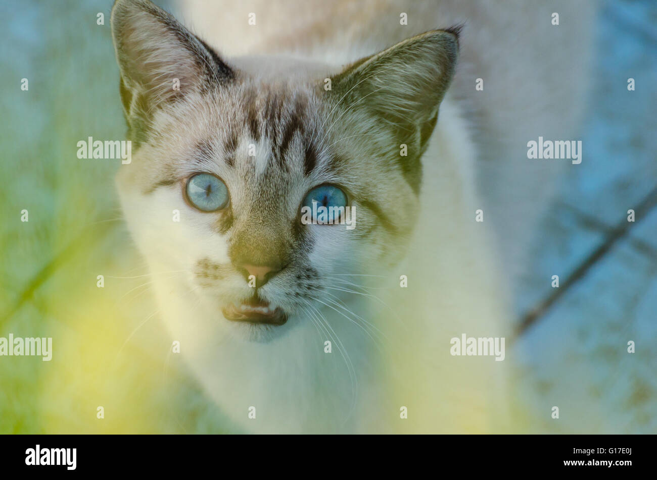 Süße Katze mit blauen Augen spielen in einem leeren Swimmingpool Stockfoto