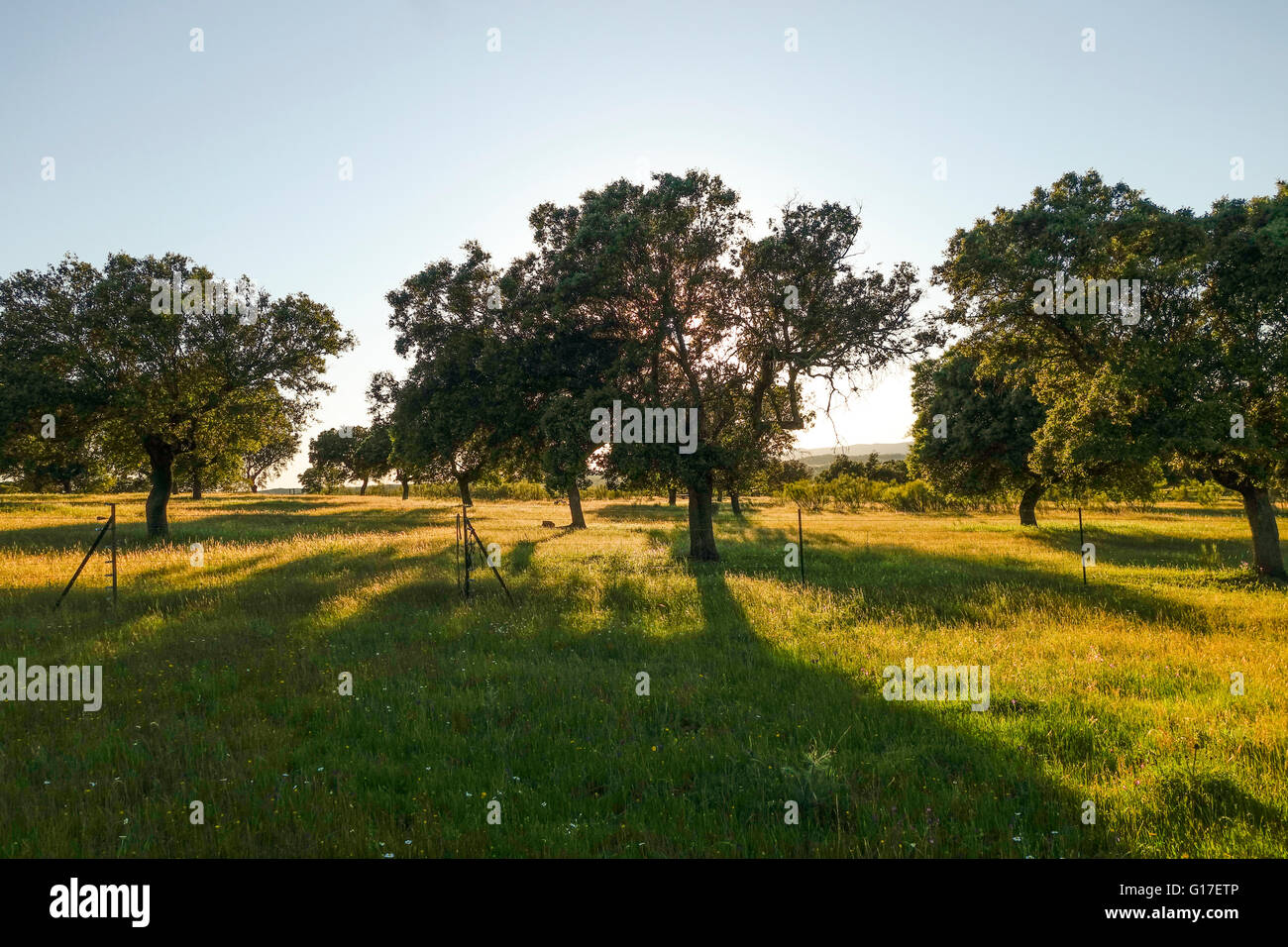 Wiese und Eiche Bäume in einer spanischen Landschaft im Frühjahr bei Sonnenuntergang. Monfrague Nationalpark, Extremadura, Spanien. Stockfoto