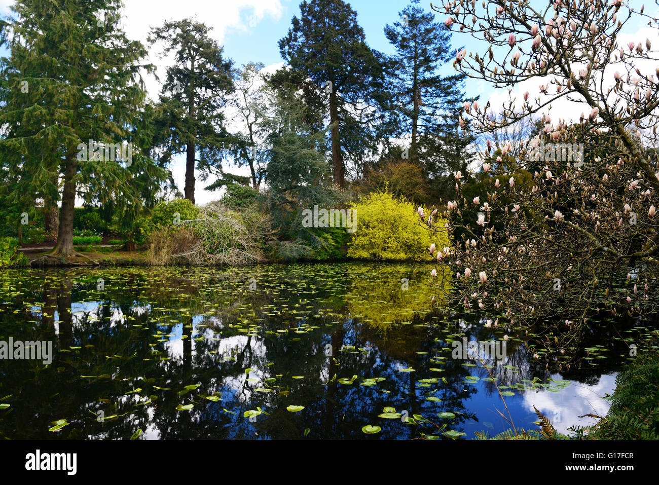 zeitigen Frühjahr See Teich Altamont Gärten Carlow Magnolie X soulangeana Blumen Blume Blüte RM Floral Stockfoto