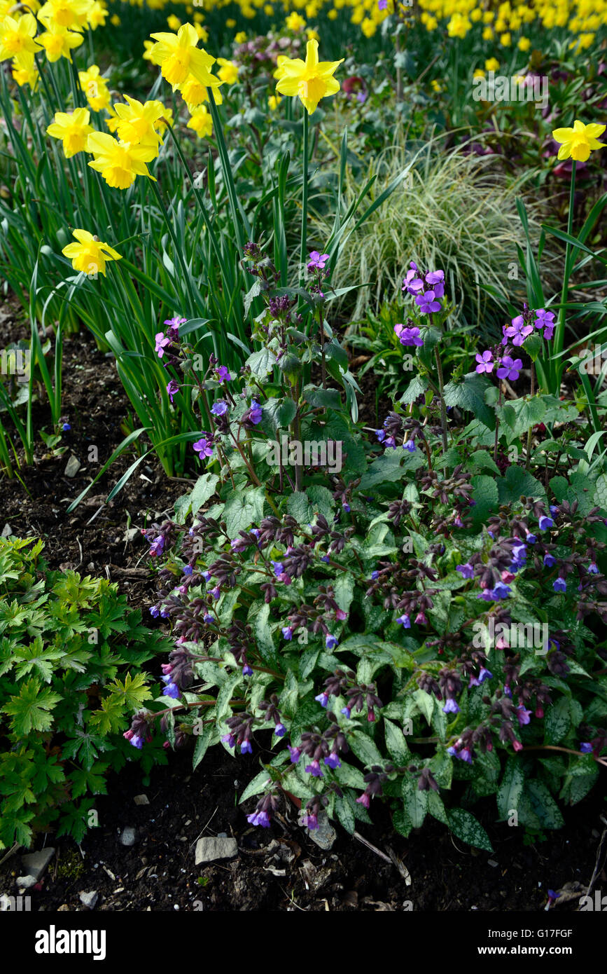 Pulmonaria Narzissen Hesperis Matronalis mischen gemischte Blume Blumen Blüte Frühling Display Blumenbeet Grenze RM Floral Stockfoto