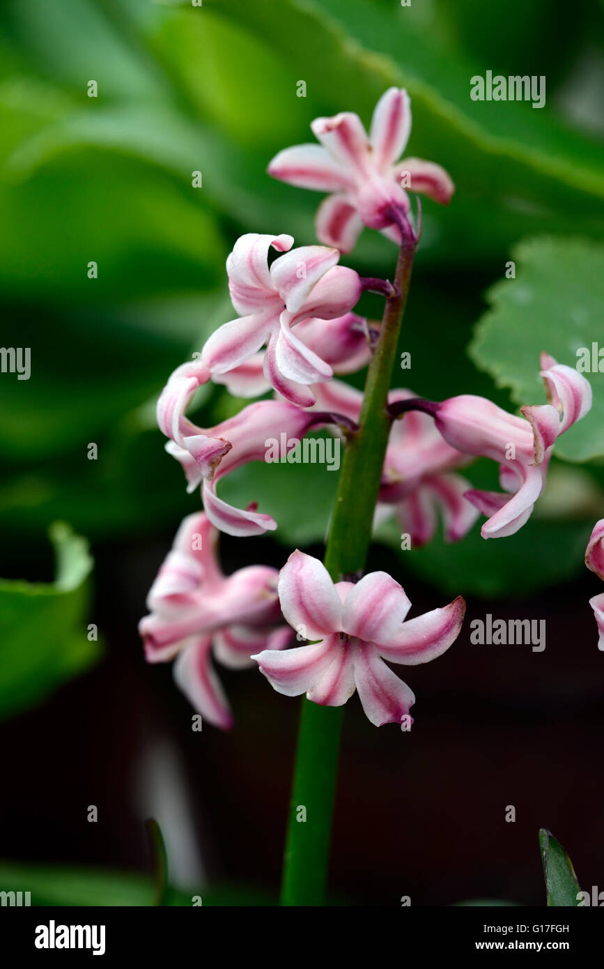 Hyacinthus Orientalis Dame Derby niederländischen Hyazinthe rosa weiße Candystrip duftende Blumen Blume Blüte Frühling Birne RM Floral Stockfoto