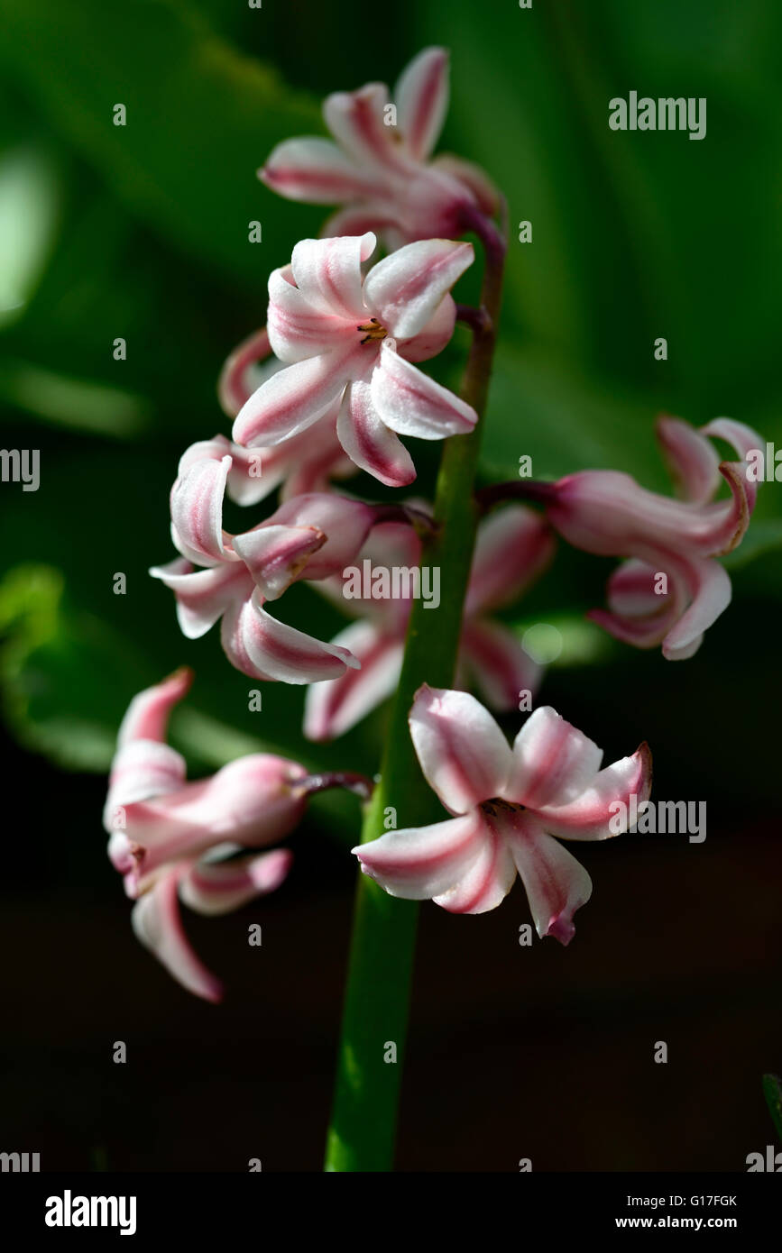 Hyacinthus Orientalis Dame Derby niederländischen Hyazinthe rosa weiße Candystrip duftende Blumen Blume Blüte Frühling Birne RM Floral Stockfoto