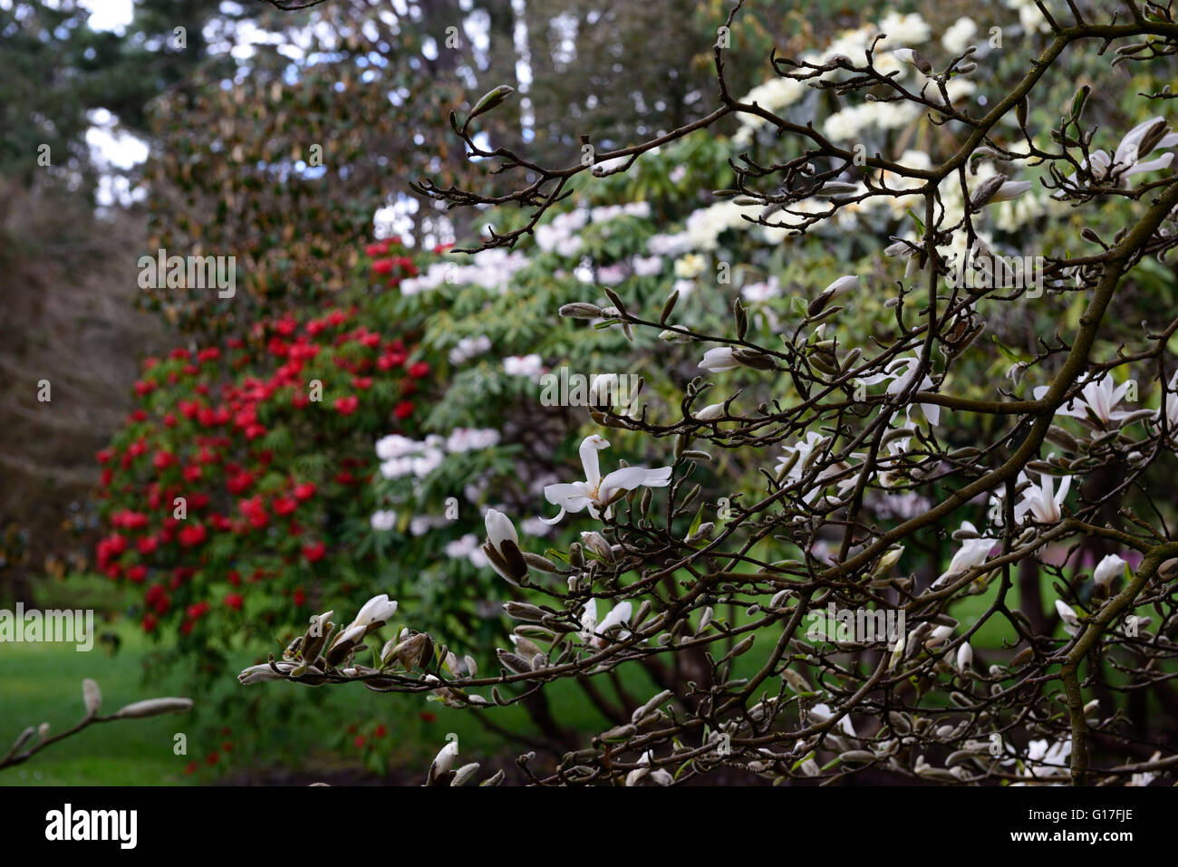 Magnolia Kobus Rhododendron Strigillosum Rhododendron Calophytum rot weiße Blumen Blüte Blüte Frühling Garten RM-Floral Stockfoto