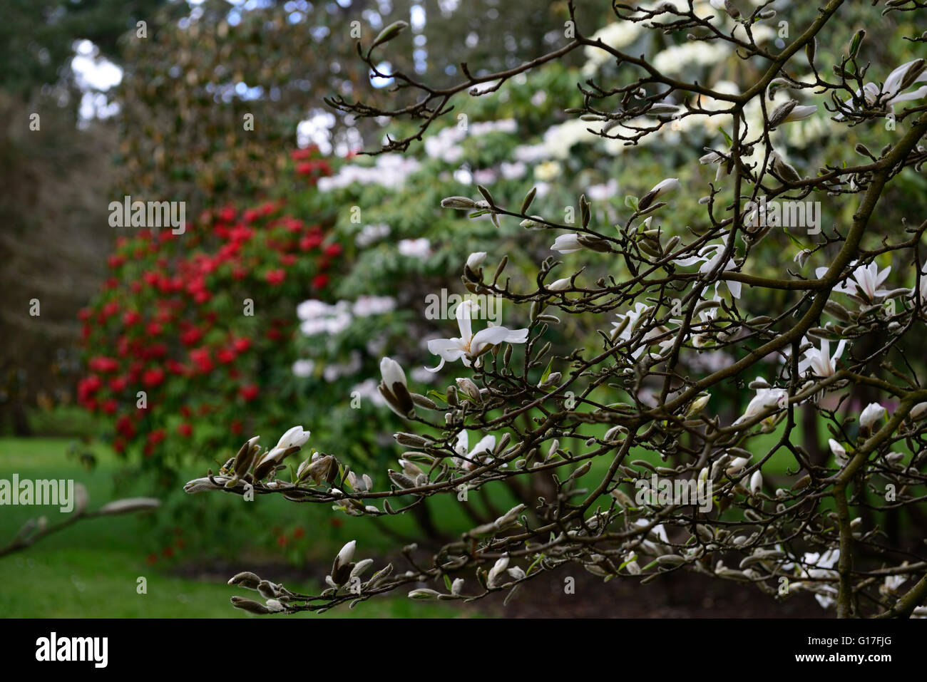 Magnolia Kobus Rhododendron Strigillosum Rhododendron Calophytum rot weiße Blumen Blüte Blüte Frühling Garten RM-Floral Stockfoto