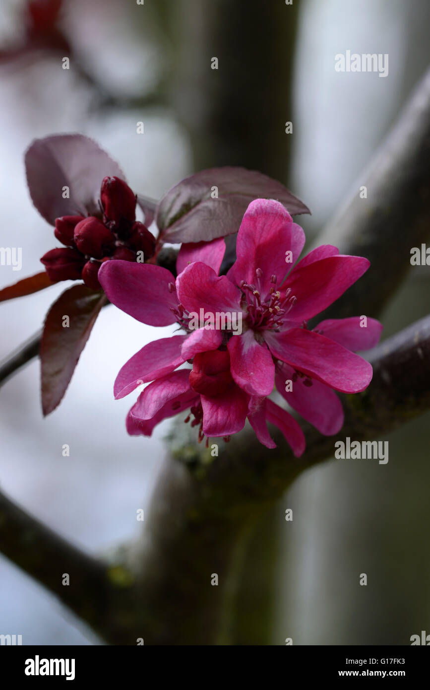 Malus Lough Key Holzapfel rosa Blüte Blume Blumen Frühling Blüte Obstbaum RM Floral Stockfoto