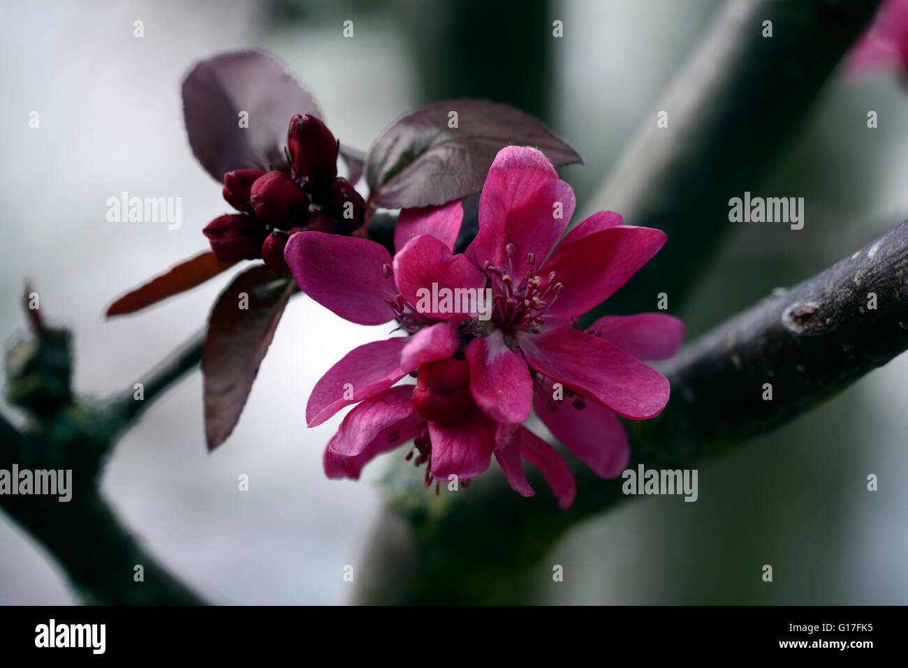 Malus Lough Key Holzapfel rosa Blüte Blume Blumen Frühling Blüte Obstbaum RM Floral Stockfoto