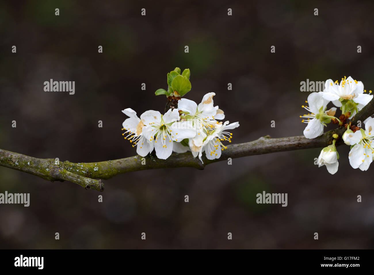 Prunus Domestica Opal Blüte Pflaumenmus Blume Pflaume Frühjahr weiße Blumen Blüten Früchte Baum RM Floral Stockfoto