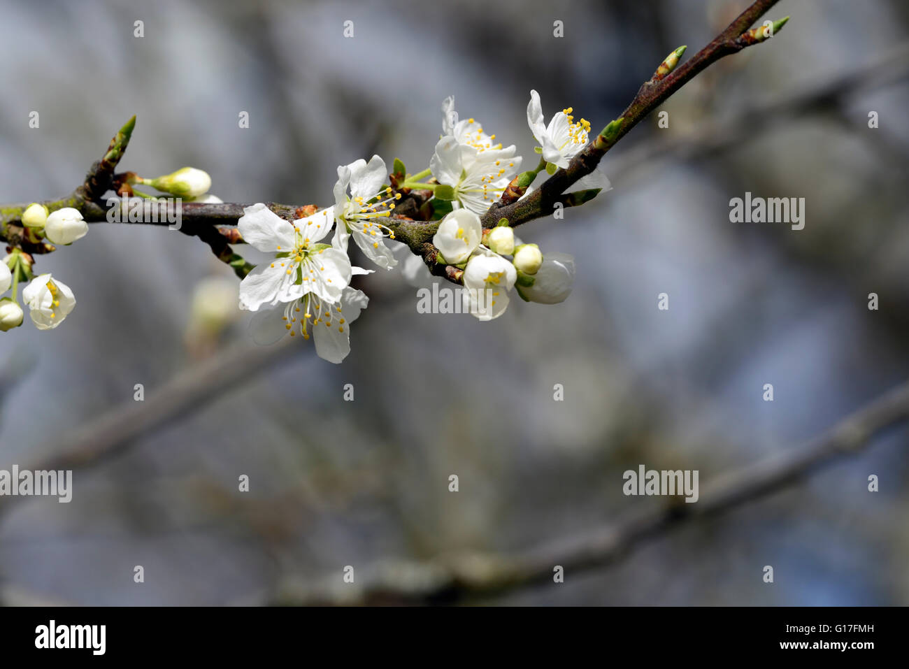 Prunus Domestica Victoria Pflaume Frühling weiße Blumen Blüte Blüte Frühling RM Floral Stockfoto