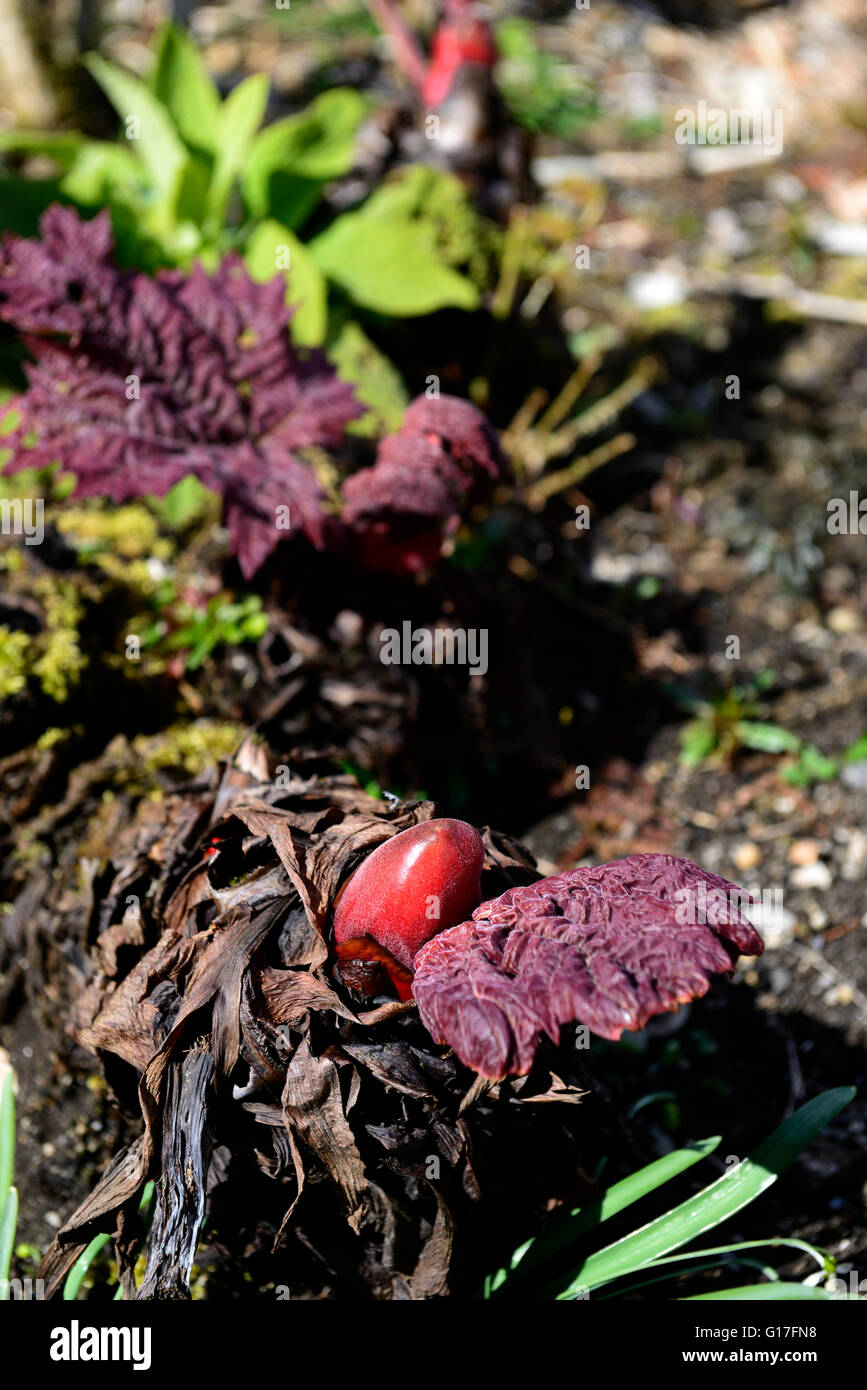 Rheum Palmatum Var Tanguticum rote Knospe Frühjahr entstehen Knospen Wachstumsmärkten ornamentalen Rhabarber Blätter RM Floral Stockfoto