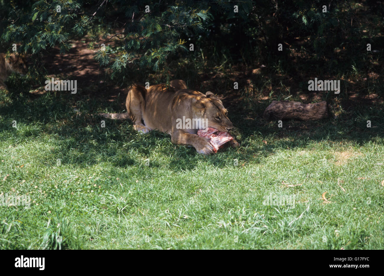 Tierwelt: Löwin Verzehr von rohem Fleisch. Stockfoto