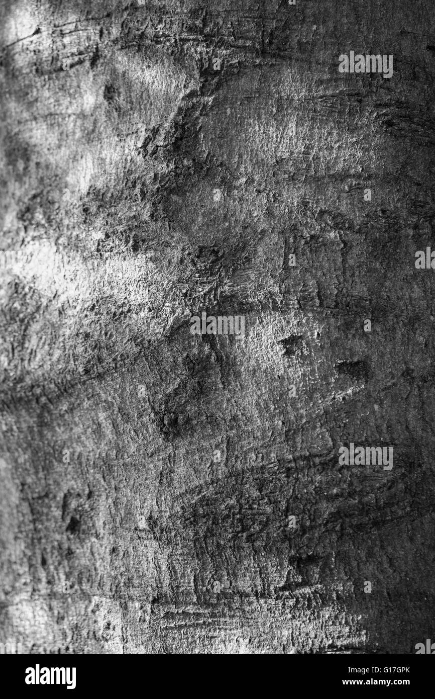 Einen alten Stamm mit dem Sonnenstrahl Stockfoto