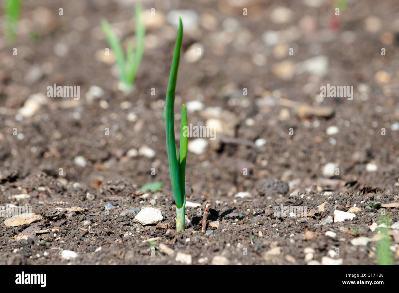Kleine grüne Pflanze wächst aus trockenen Boden, Konzept für einen neuen Anfang zu schießen Stockfoto