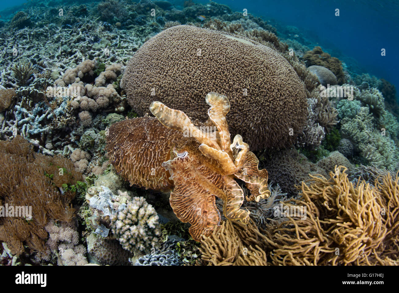 Eine gut getarnte Broadclub Tintenfisch (Sepia finden) fügt sich in ein Korallenriff in Indonesien. Stockfoto