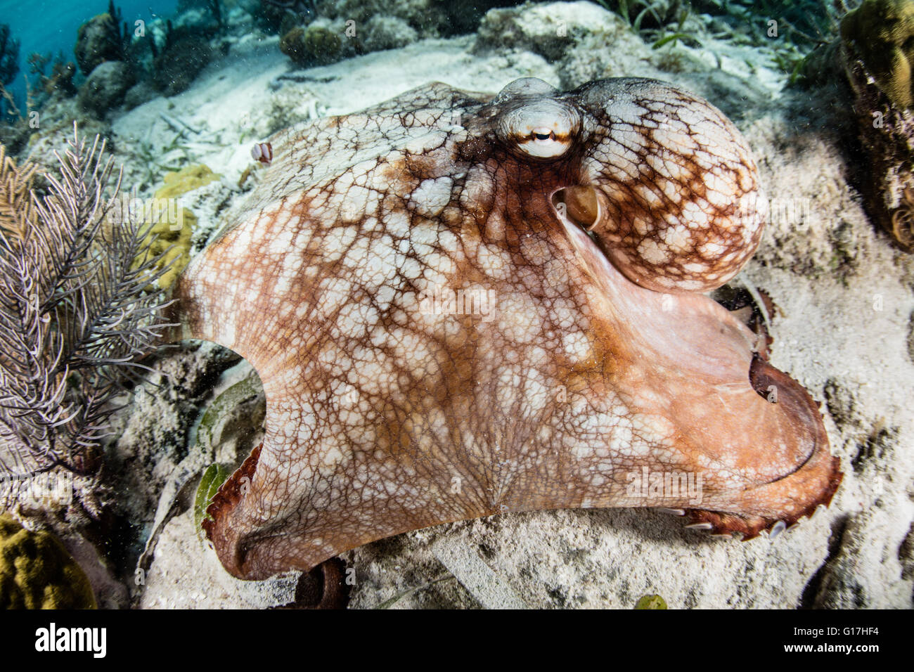 Ein karibischer Riff Oktopus (Octopus Briareus) untersucht den Meeresboden ein flaches Riff auf Turneffe Atoll, Belize. Stockfoto