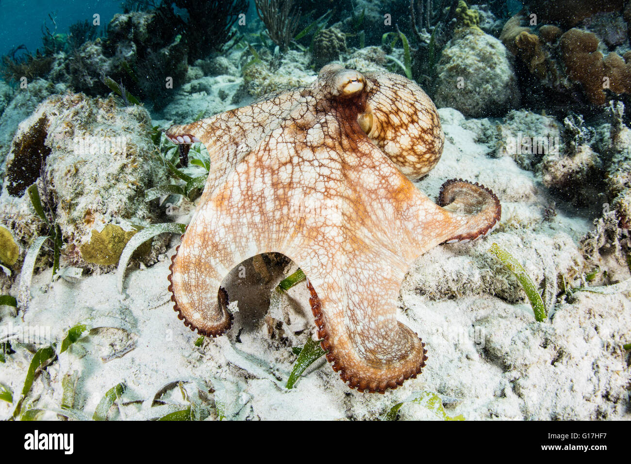 Ein karibischer Riff Oktopus (Octopus Briareus) untersucht den Meeresboden ein flaches Riff auf Turneffe Atoll, Belize. Stockfoto