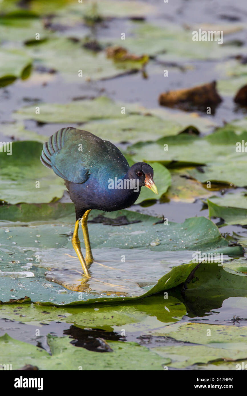 Ein lila Gallinule (Porphyrio Martinica) steht auf ein Seerosenblatt in einem Sumpf im Lacassine National Wildlife Refuge, Cameron und Evan Stockfoto