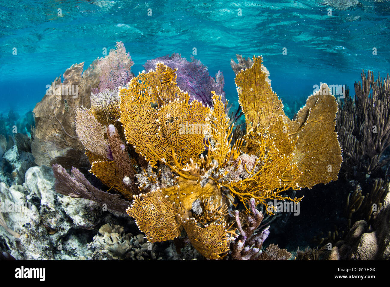 Gorgonien und anderen bunten Wirbellose wachsen auf ein flaches Karibik Riff in der Nähe von Turneffe Atoll in Belize. Stockfoto
