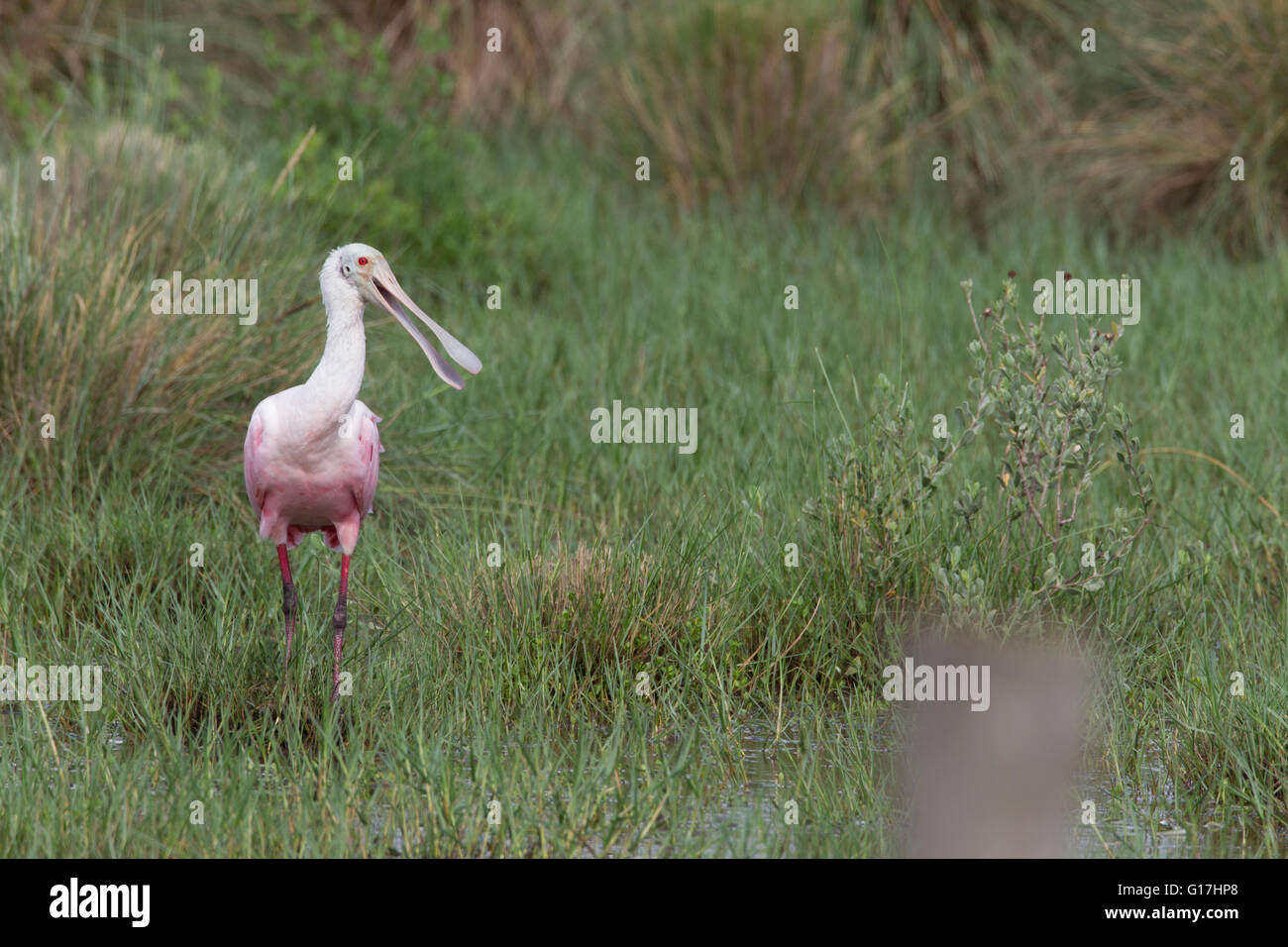 Rosige Löffler (Ajaja Ajaja) bietet spatelig Rechnung. Weg zum Strand Mae (Jim Erbelding Rd), La. Stockfoto