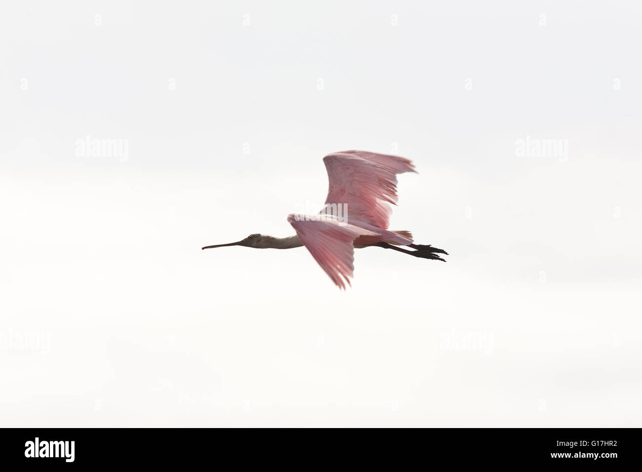 Rosige Löffler (Ajaja Ajaja) fliegt in der Nähe Anlegestelle an Cameron-Steg-Pier-Anlage, Cameron, Cameron Parish, La. Stockfoto