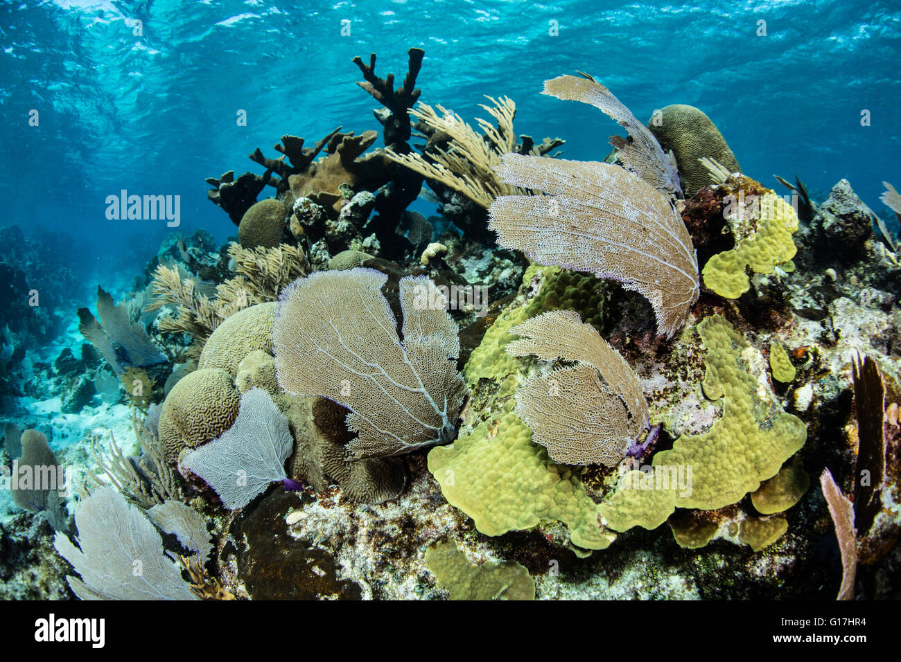 Ein schöner Satz von Korallen wächst im karibischen Meer vor der Küste von Belize. Diese Region ist bekannt für seine Artenvielfalt. Stockfoto