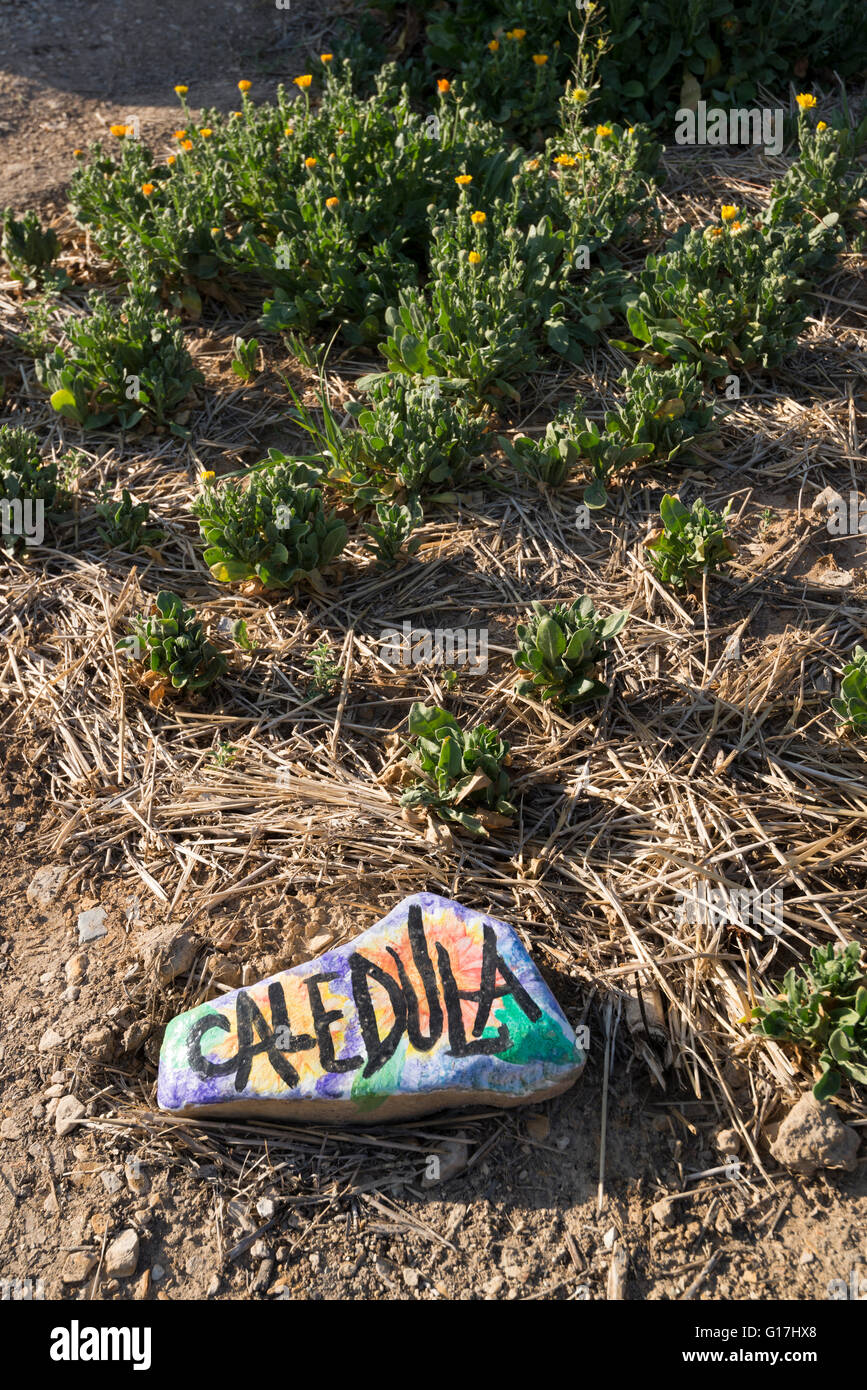 Ringelblume wächst in der Gemeinschaft Garten Terlingua, Texas. Stockfoto