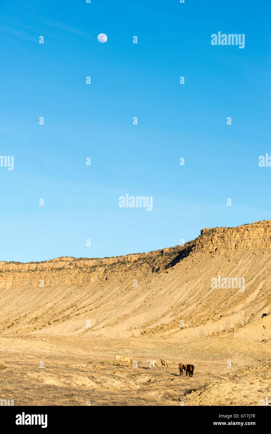 Pferde auf der Ute-Indianer-Reservat im südwestlichen Colorado. Stockfoto