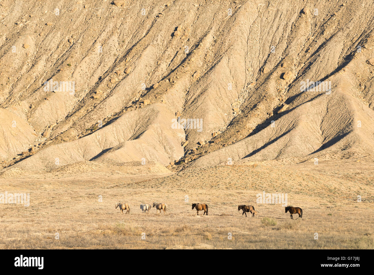 Pferde auf der Ute-Indianer-Reservat im südwestlichen Colorado. Stockfoto