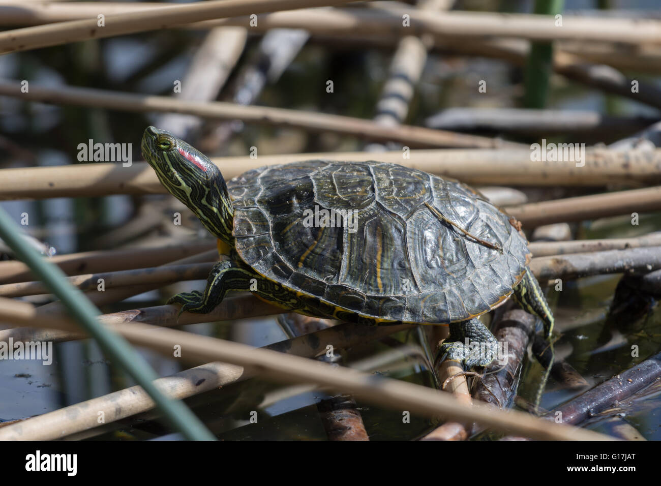 Juvenile rot-eared Slider, (ist Scripta Elegans), Wildlife Management Teiche Tingley Beach, Albuquerque, New Mexico, USA Stockfoto