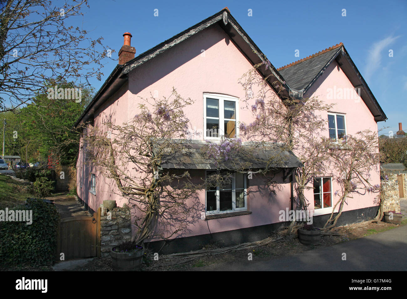 Ein Devon Cottage in charakteristische rosa waschen und bekränzt mit Glyzinien, eingebettet in der Abendsonne Stockfoto