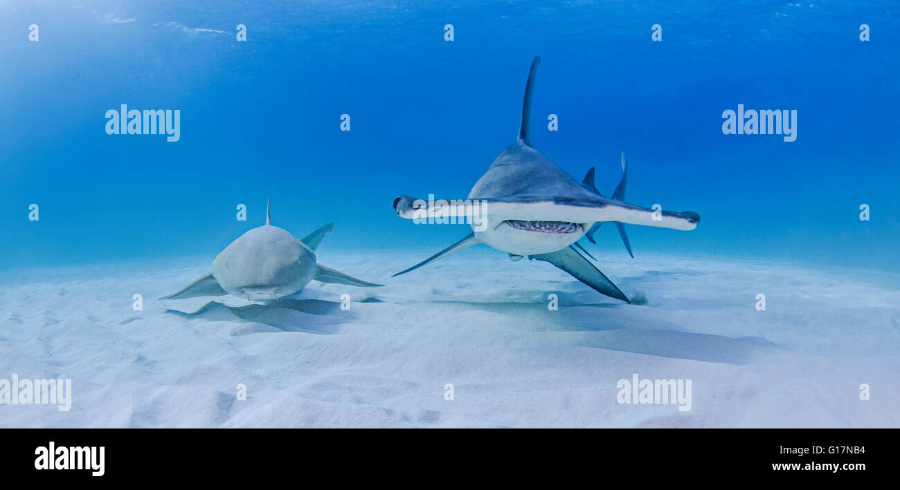 Großer Hammerhai neben Ammenhai Stockfoto