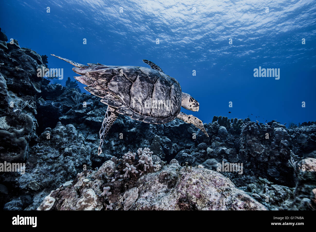 Hawksbill Schildkröten schwimmen über Korallen, Cozumel Stockfoto