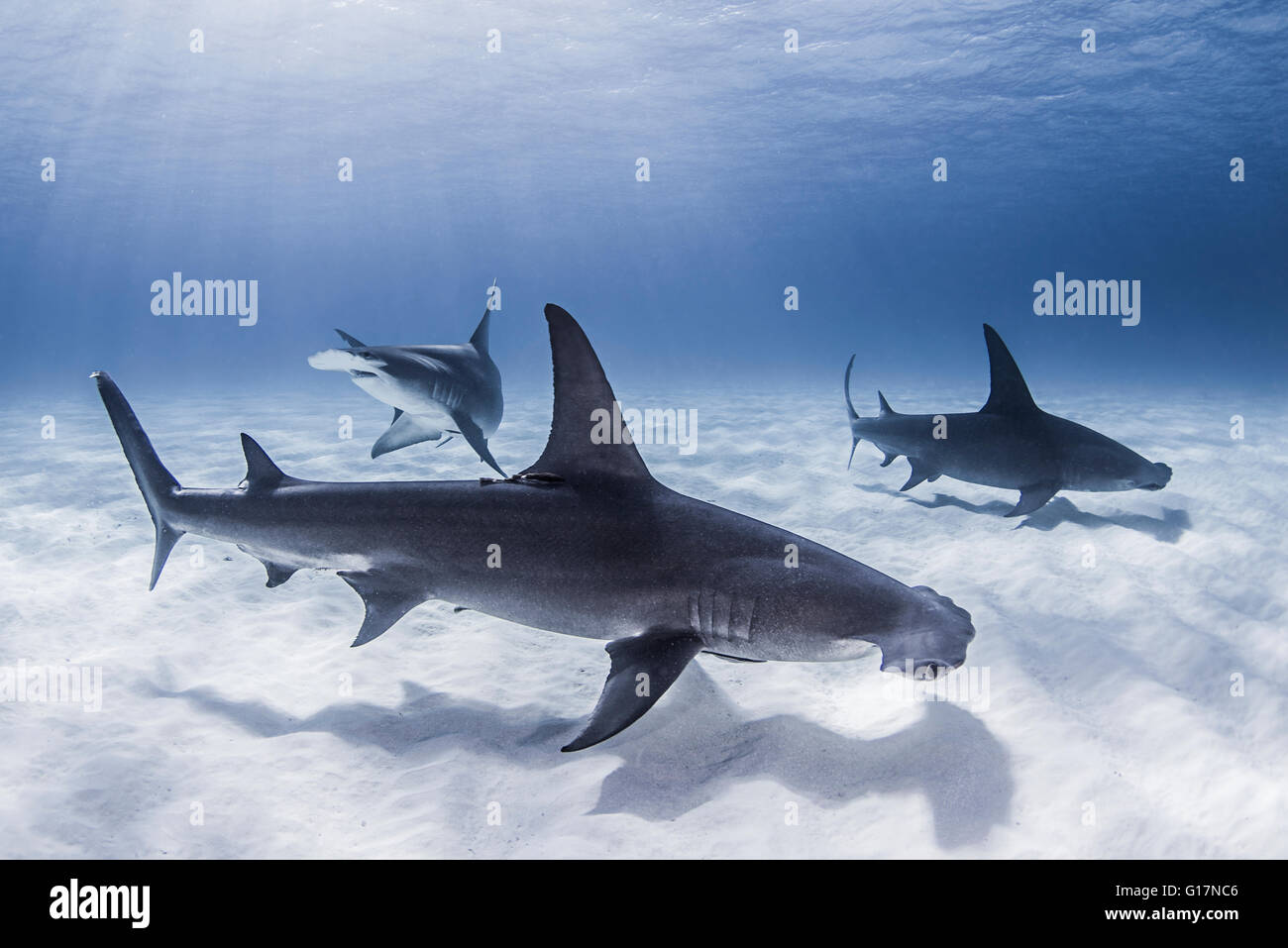 Große Hammerhaie schwimmen in der Nähe von Meeresboden Stockfoto
