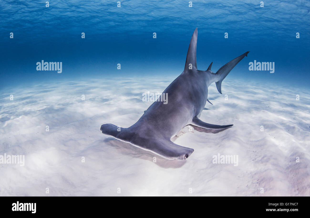 Großer Hammerhai-schwimmen in der Nähe von Meeresboden Stockfoto