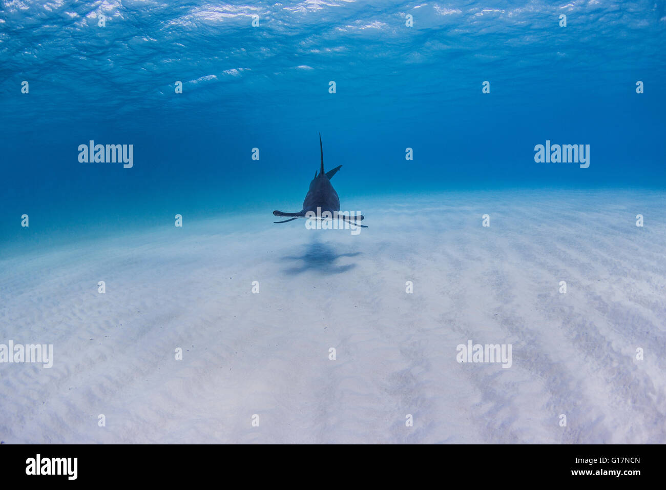 Großer Hammerhai-schwimmen in der Nähe von Meeresboden Stockfoto
