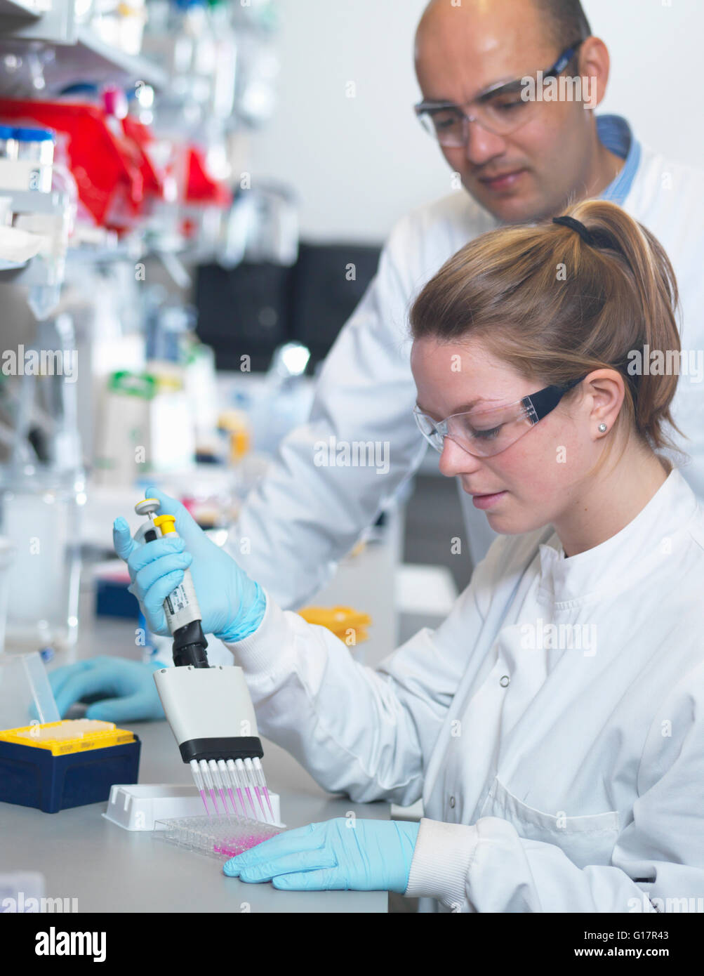 Wissenschaftler mit Multi-Kanal-Pipette um multiwell Plate für Analyse der Antikörper durch ELISA Test, Jenner-Institut, Universität von Oxford zu füllen Stockfoto