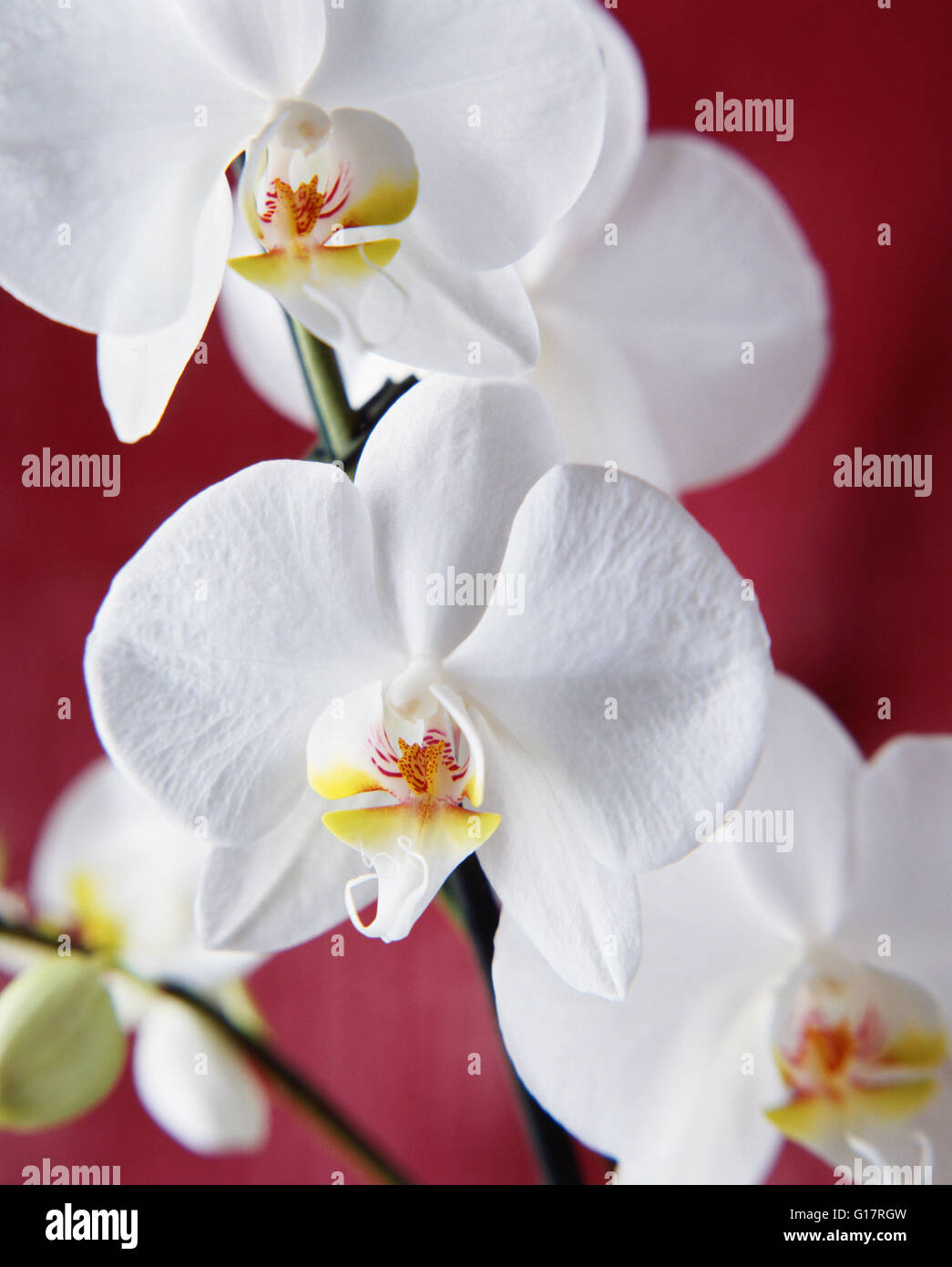 Nahaufnahme eines weißen Orchideen Stockfoto