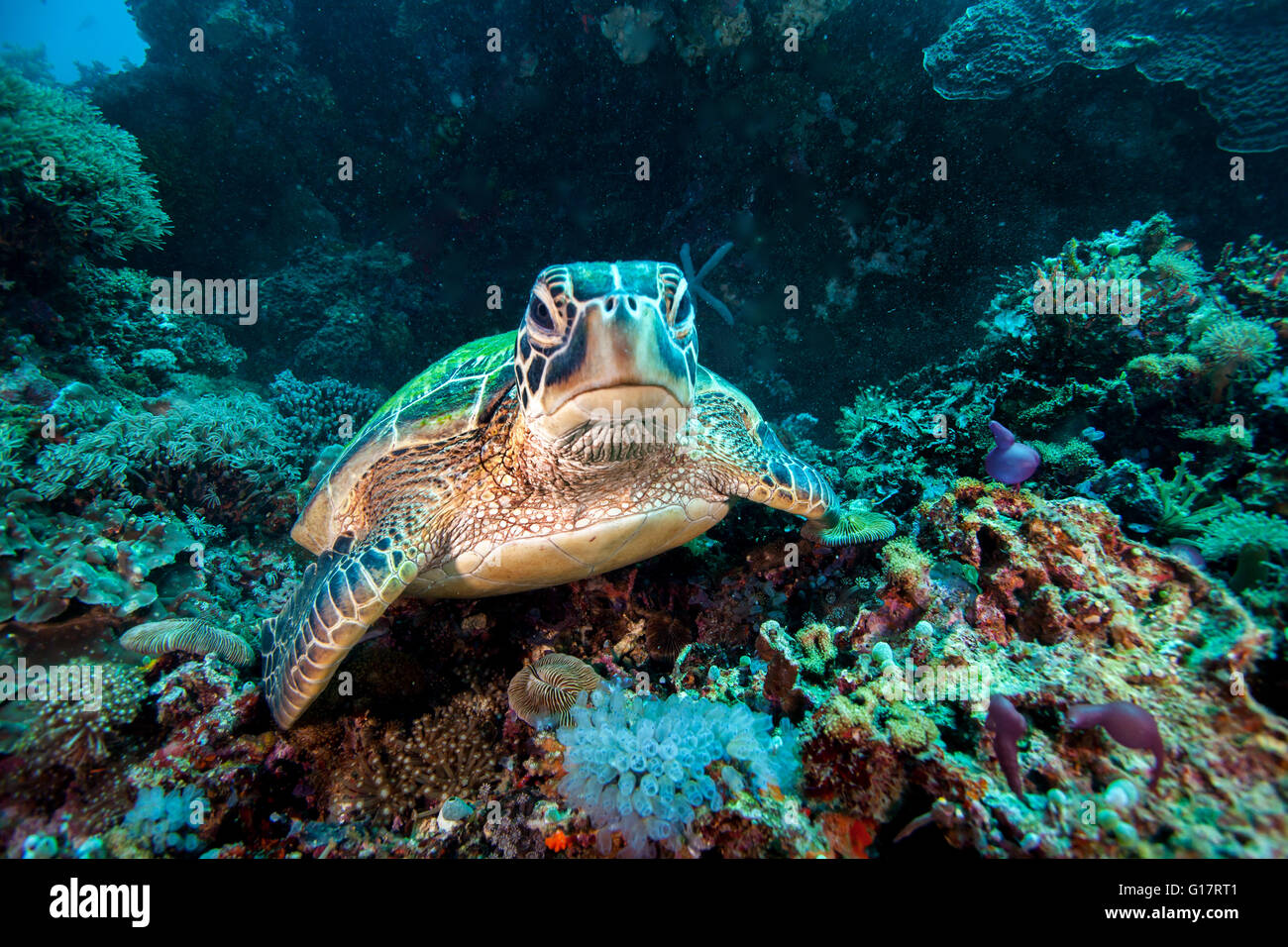Seltene grüne Meeresschildkröte (Chelonia Mydas), Schwimmen im offenen Meer, Cebu, Philippinen Stockfoto