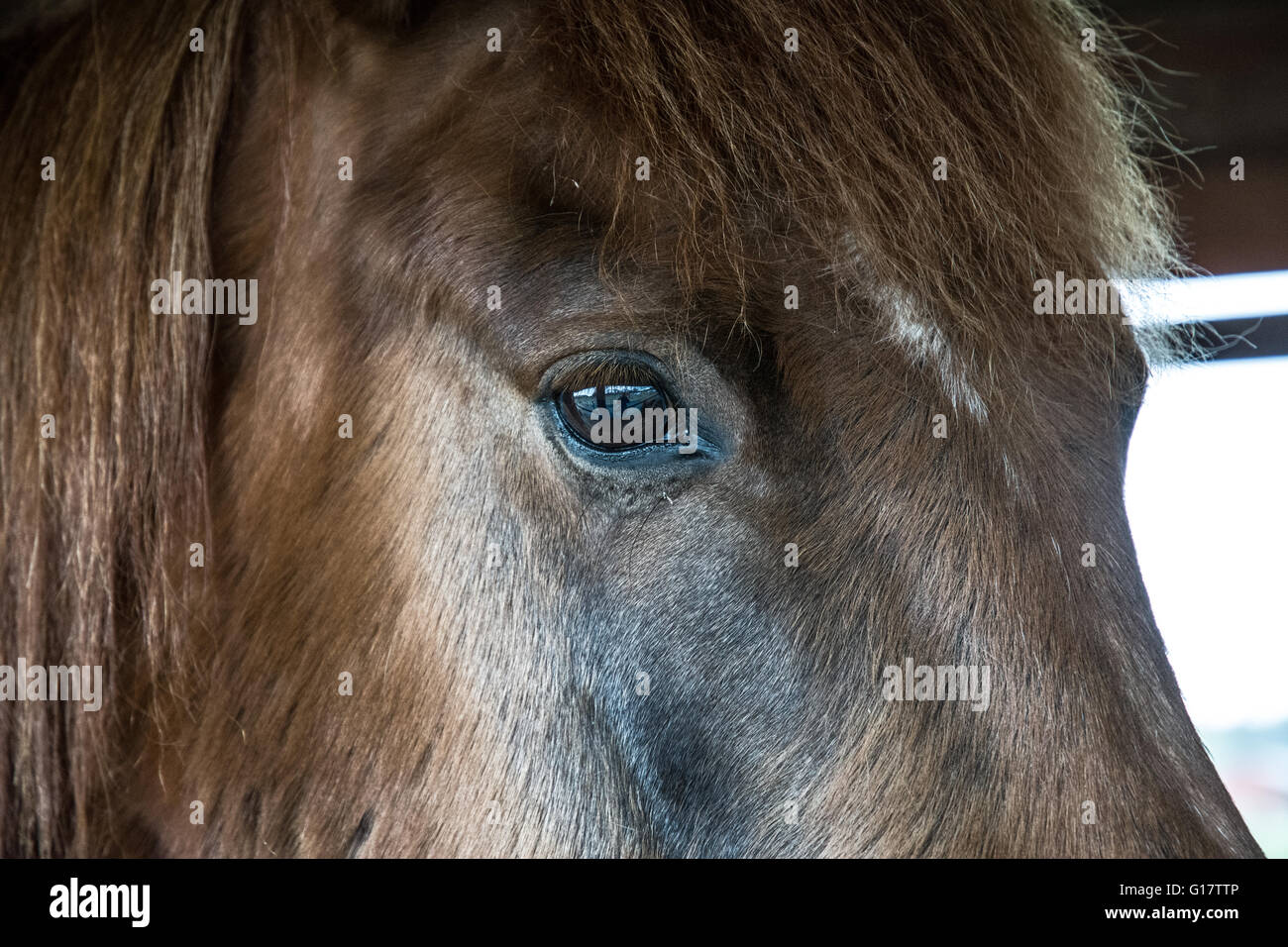 Eine Nahaufnahme von einem Pferde-Auge. Stockfoto