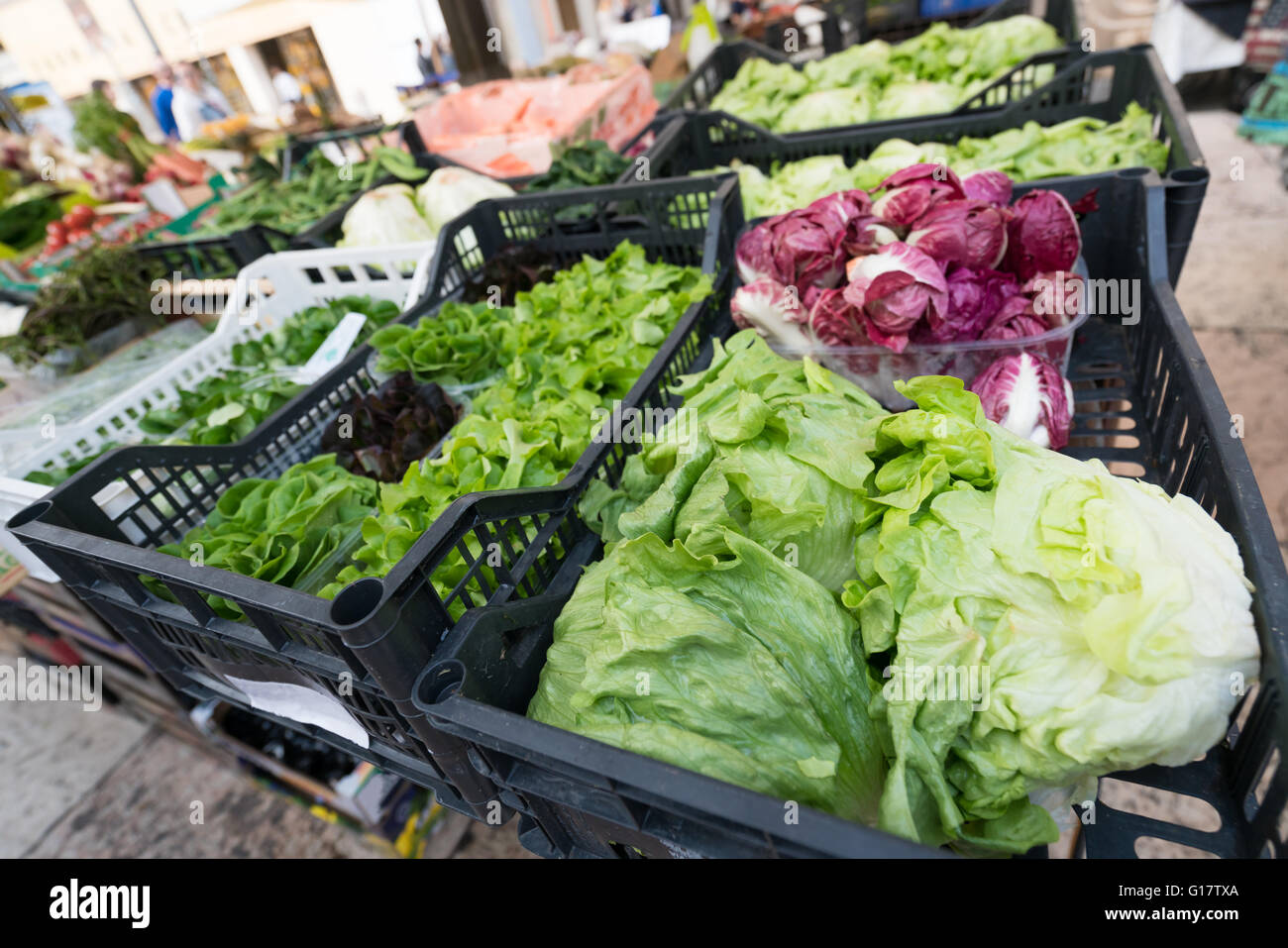 Salat, Kohl und anderes Gemüse am Frischmarkt Stockfoto