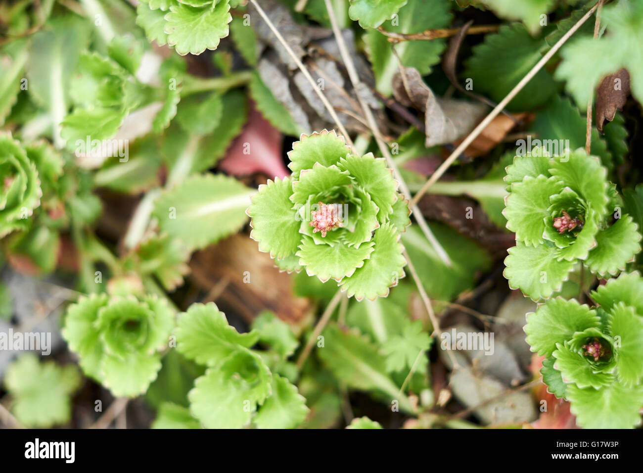 Alpine Sedum Pflanzen wachsen in einem Garten Blumenbeet. Frühling. VEREINIGTES KÖNIGREICH. Stockfoto