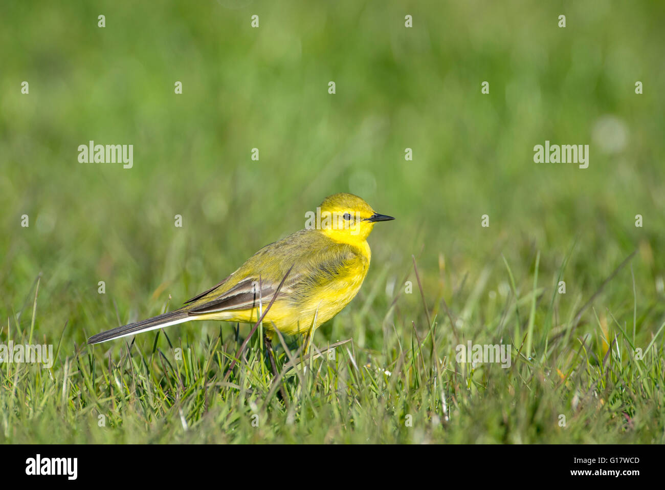 Schafstelze (Motacilla Flava) männlich, Nahrungssuche auf der Weide. Stockfoto