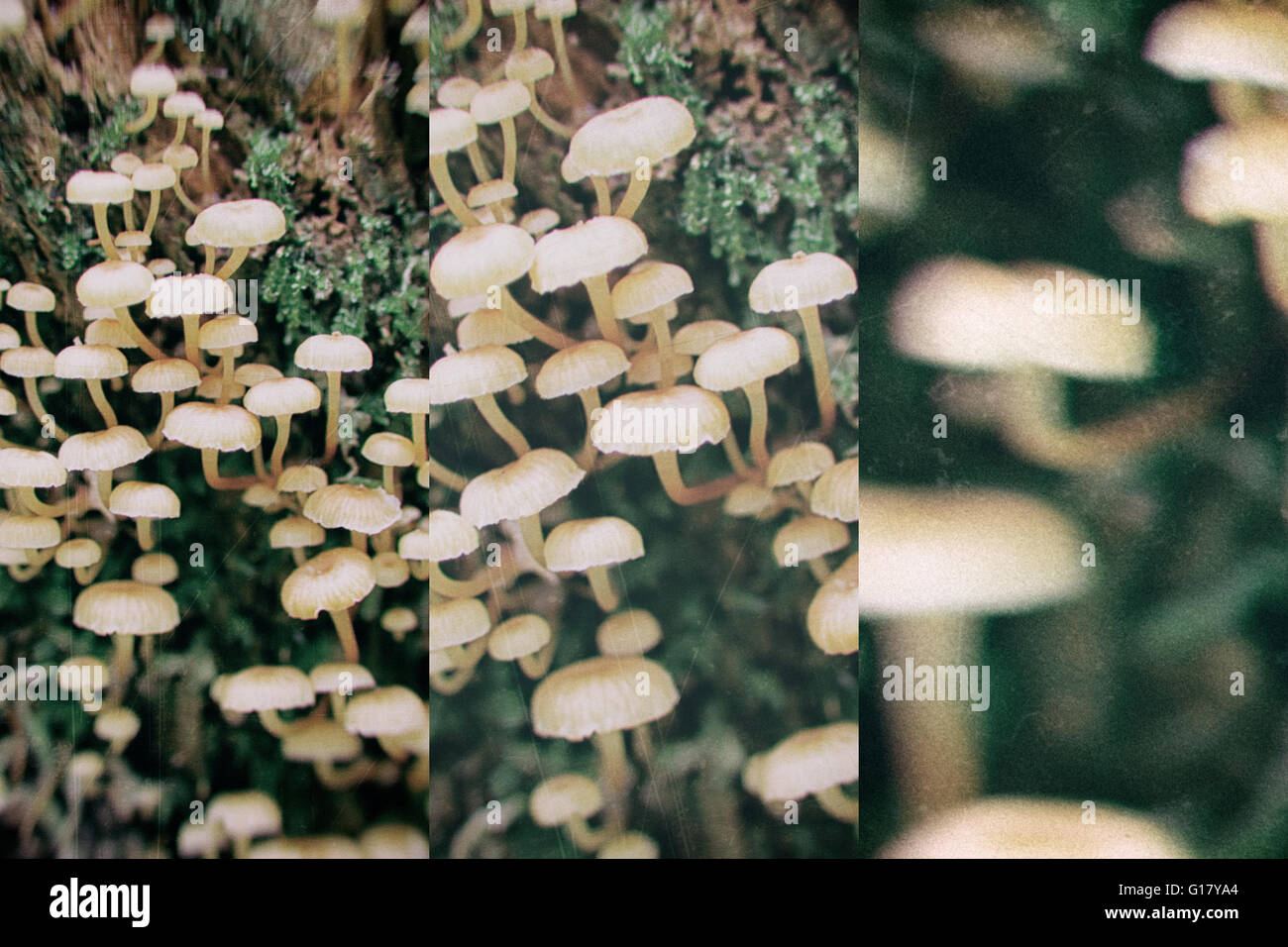 Abstraktes Bild der Vergiftung ungenießbare Pilze Stockfoto