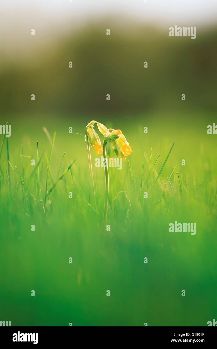 blühen, Blüte, Botanik, hellen, Krokus, Tag, Tropfen, am Abend, Flora, Blumen, Garten, grün Stockfoto