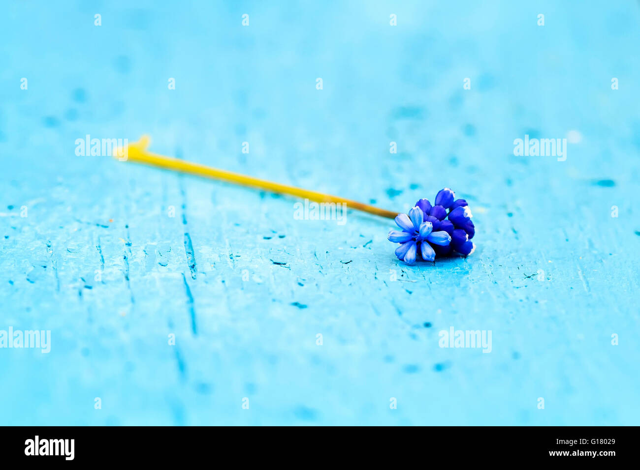 Hintergrund, schöne Blüte, Blüte, Blüte, Botanik, hell, Krokus, Tag, Tropfen, am Abend, Stockfoto