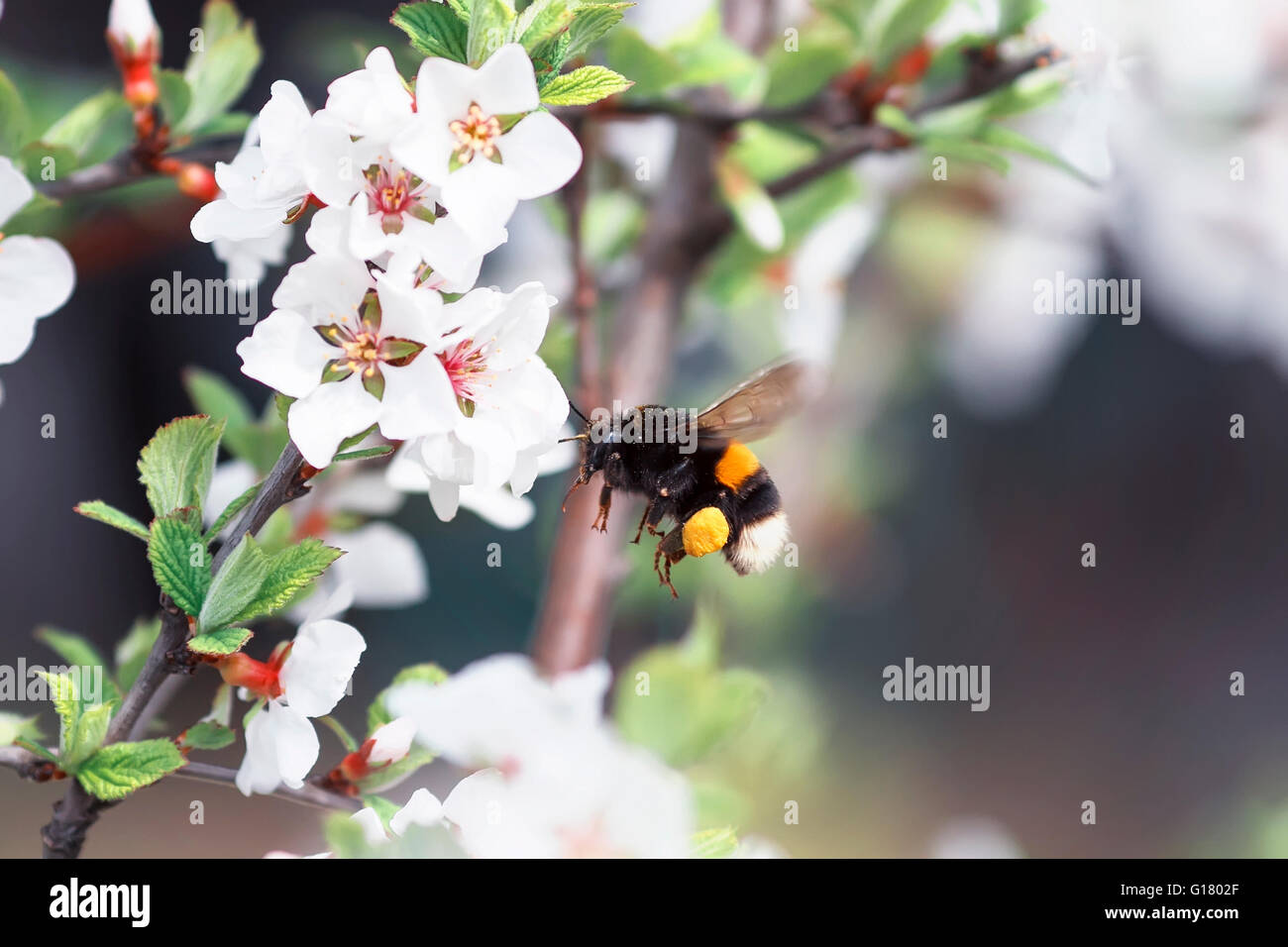 schwarzen zotteligen Bumblebee sammelt Nektar von Kirschblüten im sonnigen Tag Stockfoto