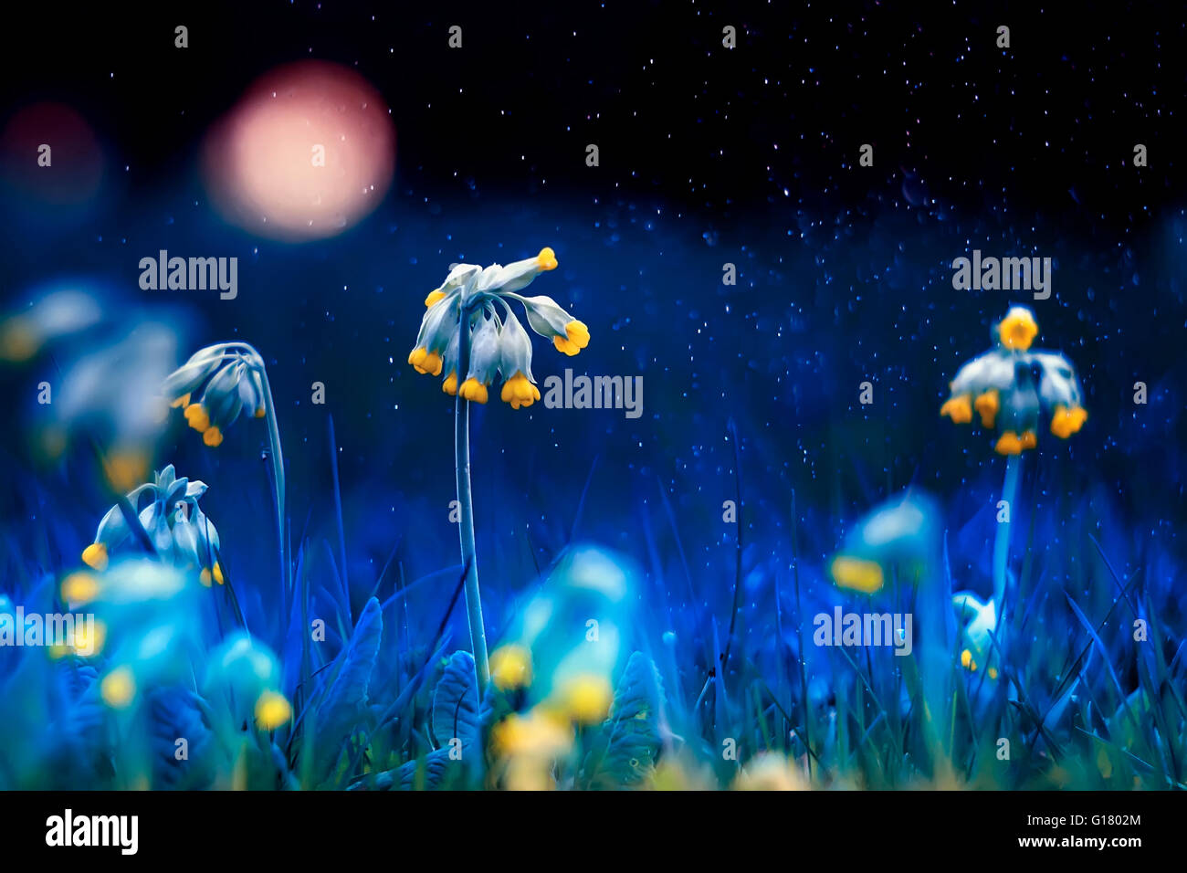 Garten, grün, wachsen, gesund, Kraut, Kräuter, Hill, Licht, Medizin, medizinische, Medizin, Stockfoto