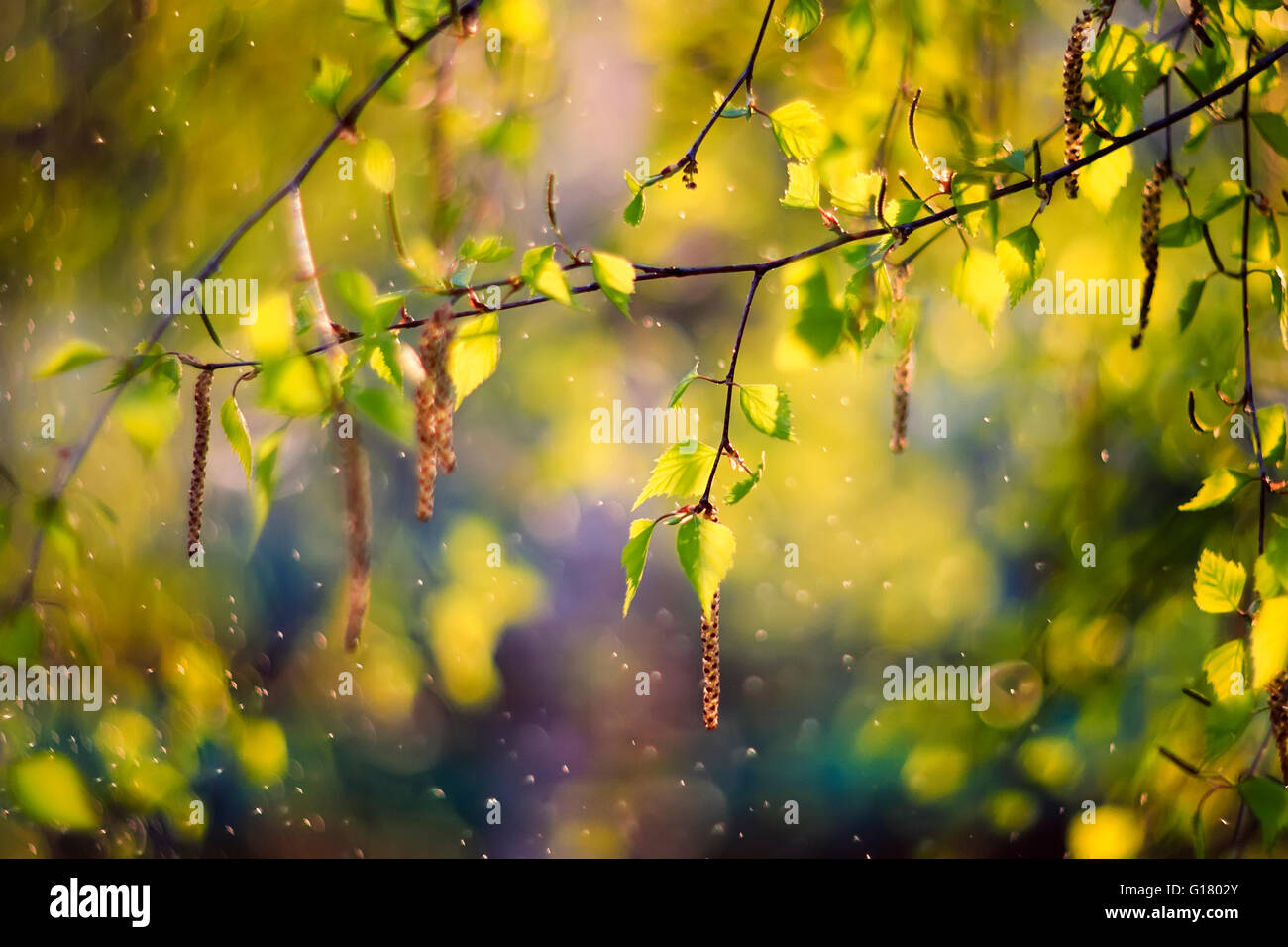 Hintergrund, schön, Birke, Zweig, helle Farbe, Tag, Ohrringe, Umwelt, Laub Stockfoto