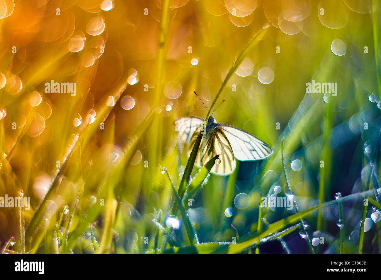 Hintergrund, schöne, helle, Schmetterling, Farbe, bunt, Feld, Fliege, Garten, Rasen, grün, Insekt, Blatt, Leben, Licht, Makro Stockfoto