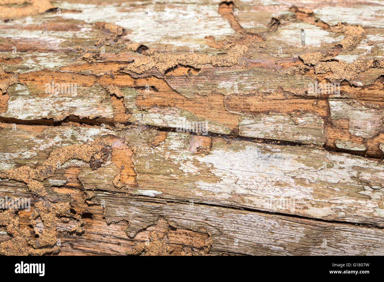 Schaden Aus Holz Von Termite In Traditionellen Thai Haus Gegessen