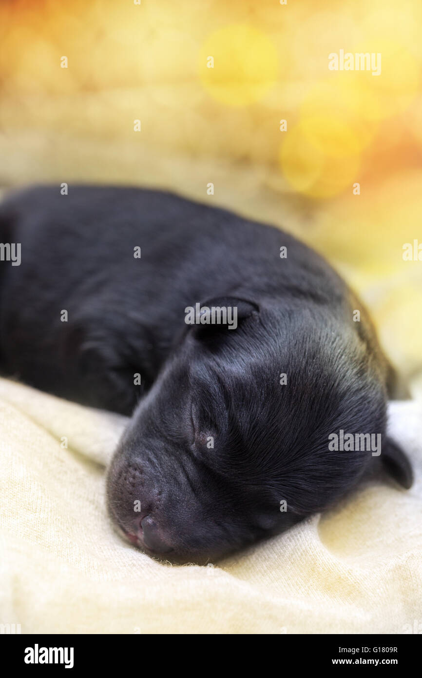 Neugeborene schlafen schwarze Labrador Retriever Welpen Stockfoto